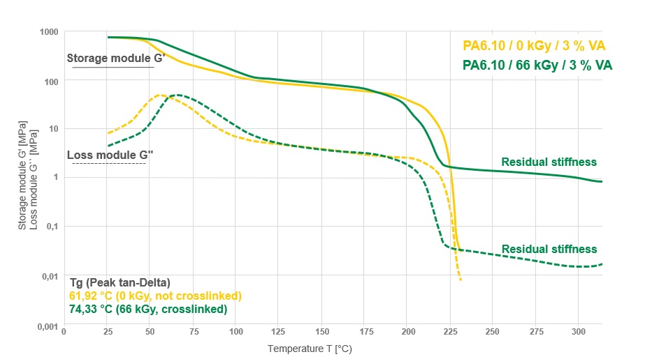 The dynamic mechanical analysis reveals that in contrast to untreated test specimens, radiation crosslinked bio-PA 6.10 retains a residual stiffness even above 230 °C. ©BGS